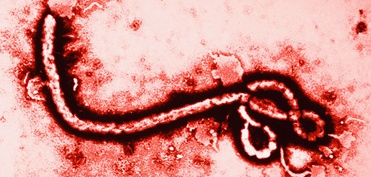 Реферат: Ebola A Harbinger Of The End Of
